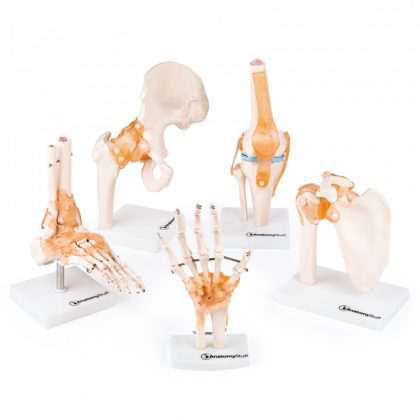 zestaw modeli anatomicznych