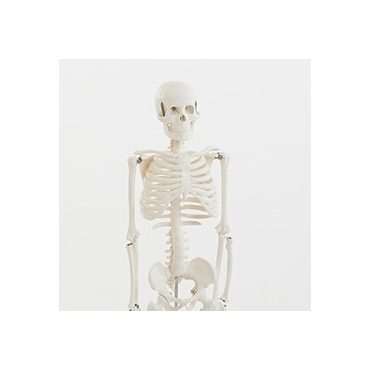 Szkielet człowieka na statywie skala 1:2 85cm