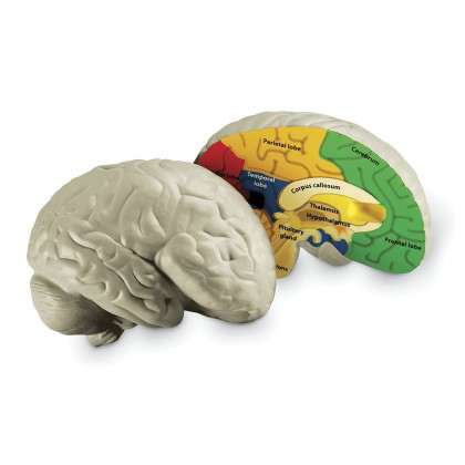 Foam brain model