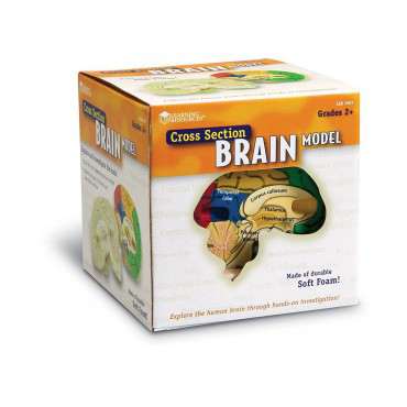 Foam brain model