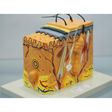 Block skin model